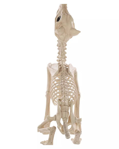 Werewolf Skeleton 70cm